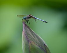Dragonfly on lotus bud
